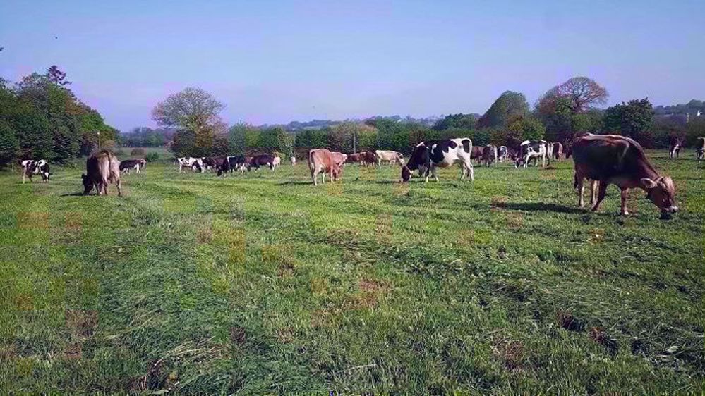 Topping à la Ferme du Vern à Saint-Yvi (29) : pâturage d’un paddock fauché la veille de l’entrée des animaux pour éviter les zones de refus et l’épiaison des graminées. (©Pâturesens) Topping à la Ferme du Vern à Saint-Yvi (29) : pâturage d’un paddock fauché la veille de l’entrée des animaux pour éviter les zones de refus et l’épiaison des graminées. (©Pâturesens)