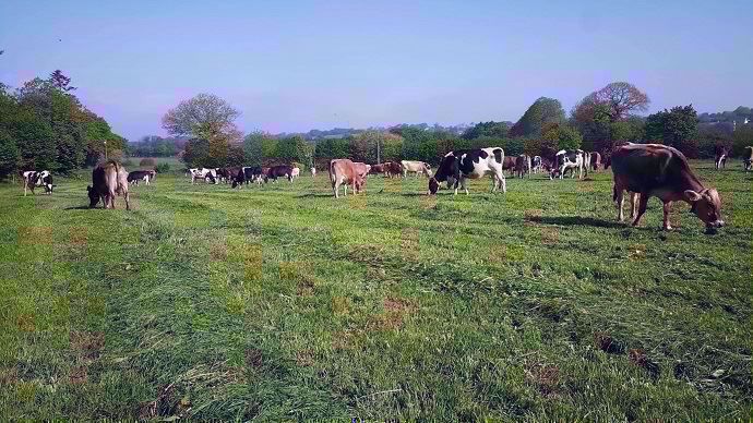 Topping à la Ferme du Vern à Saint-Yvi (29) : pâturage d’un paddock fauché la veille de l’entrée des animaux pour éviter les zones de refus et l’épiaison des graminées.