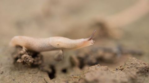 Si les conditions sont propices à la présence des limaces, Arvalis rappelle l'importance d'une surveillance accrue, via le piégeage et l'observation des plantes. (©André Chabert, Acta)