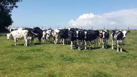 Lors de la canicule de l'année 2003, « il y avait eu une très forte mortalité animale », rappelle la présidente de la FNSEA Christiane Lambert. (©Terre-net Média) Lors de la canicule de l'année 2003, « il y avait eu une très forte mortalité animale », rappelle la présidente de la FNSEA Christiane Lambert. (©Terre-net Média)