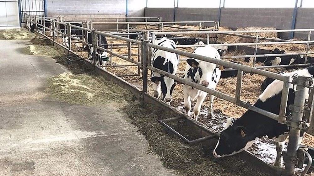 « Passer du vêlage 29 à 23 mois ne s'est pas fait en un jour. J'ai augmenté les quantités de lait, revu les lots et sevré plus tard. (©Kévin Rémy)