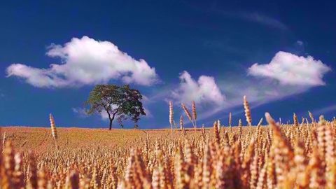 Quelle sera la météo pour la fin de vos récoltes ? (©Pixabay)