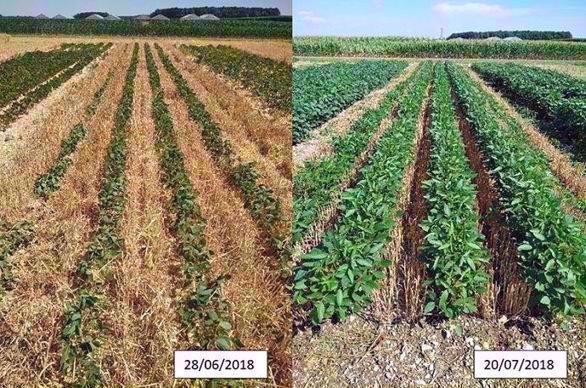 Le Magneraud 2018 : les rangs extérieurs écrasés lors de la récolte sont pénalisés en croissance par la suite.