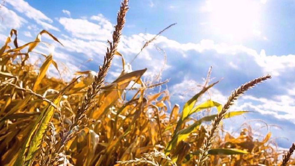 Les températures dans la Corn Belt grimpent rapidement.