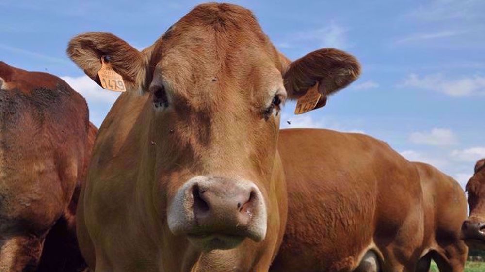 Les éleveurs bovins n'ont de cesse de dénoncer l'impact économique désastreux du Ceta pour leur filière. (©Terre-net Média) Les éleveurs bovins n'ont de cesse de dénoncer l'impact économique désastreux du Ceta pour leur filière. (©Terre-net Média)
