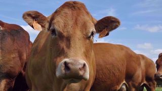 Les éleveurs bovins n'ont de cesse de dénoncer l'impact économique désastreux du Ceta pour leur filière. (©Terre-net Média) Les éleveurs bovins n'ont de cesse de dénoncer l'impact économique désastreux du Ceta pour leur filière. (©Terre-net Média)