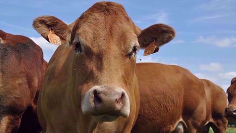  Les éleveurs bovins n'ont de cesse de dénoncer l'impact économique désastreux du Ceta pour leur filière. (©Terre-net Média)