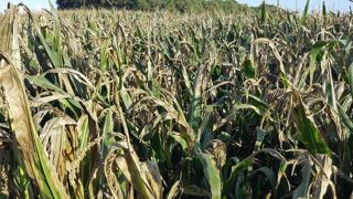 Les maïs ont souffert du manque d'eau et la partie tiges + feuilles s'est vite desséchée. Les ensilages sont lancés dans les secteurs les plus critiques. (©Terre-net Média) Les maïs ont souffert du manque d'eau et la partie tiges + feuilles s'est vite desséchée. Les ensilages sont lancés dans les secteurs les plus critiques. (©Terre-net Média)
