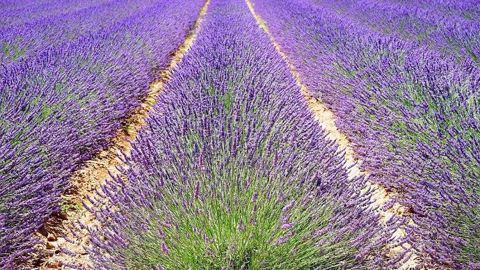 Les plantes à parfum sont les seules cultures en France à voir leurs surfaces augmenter. (©Pixabay) Les plantes à parfum sont les seules cultures en France à voir leurs surfaces augmenter. (©Pixabay)