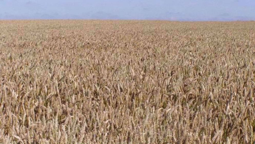 Pour les céréales, le débouché alimentaire devrait progresser de 150 Mt (13 %) dans les 10 prochaines années.