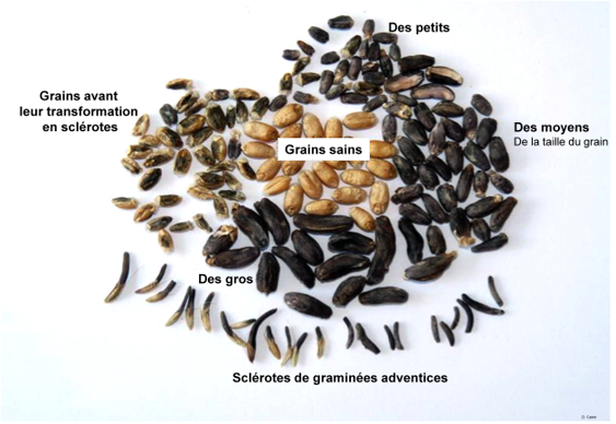 Les différentes catégories de sclérotes