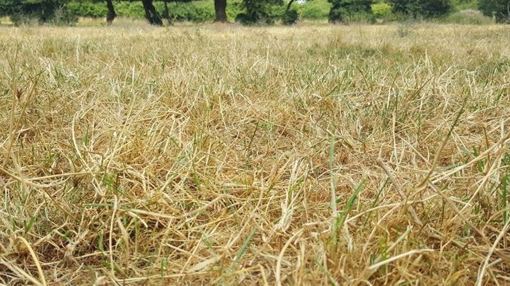 Avec la sécheresse, les prairies sont fortement dégradées. En revanche, les conditions sont favorables au sursemis. (©Terre-net Média)