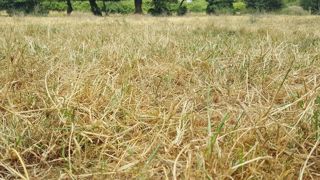 Avec la sécheresse, les prairies sont fortement dégradées. En revanche, les conditions sont favorables au sursemis. (©Terre-net Média) Avec la sécheresse, les prairies sont fortement dégradées. En revanche, les conditions sont favorables au sursemis. (©Terre-net Média)