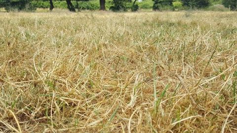 Avec la sécheresse, les prairies sont fortement dégradées. En revanche, les conditions sont favorables au sursemis. (©Terre-net Média) Avec la sécheresse, les prairies sont fortement dégradées. En revanche, les conditions sont favorables au sursemis. (©Terre-net Média)