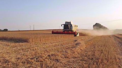 Un premier bilan de la moisson 2019 : une année qui « restera dans les bons crus » pour le blé, selon François Berson, directeur collecte Soufflet Agriculture. (©Terre-net Média)