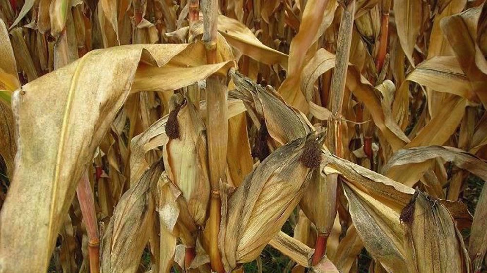  Cette dégradation de la notation de FranceAgriMer concernant les maïs a de quoi inquiéter car elle ne tient pas compte de la canicule<a href="https://www.terre-net.fr/actualite-agricole/economie-social/article/des-milliers-d-hectares-de-cultures-incendies-202-150780.html" target="_self"></a> de ces derniers jours.(©Pixabey)