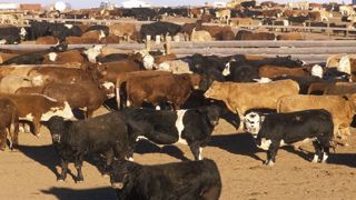 La première année, les exportations de bœuf américain sans droits de douane vont s'accroître de 46 %, au cours des sept prochaines années, elles vont augmenter de 90 % supplémentaires. (©Fotolia) La première année, les exportations de bœuf américain sans droits de douane vont s'accroître de 46 %, au cours des sept prochaines années, elles vont augmenter de 90 % supplémentaires. (©Fotolia)