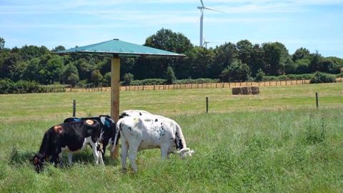 Parasols dans des prairies