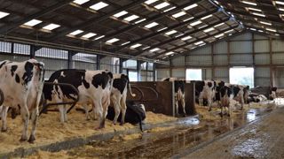 La SCEA du Champ Fleury c'est : 160 VL et 3 robots de traite pour produire 1,65 million de litres de lait, 3 associés et 2 salariés, 300 ha et un méthaniseur. (©Cécile Julien) La SCEA du Champ Fleury c'est : 160 VL et 3 robots de traite pour produire 1,65 million de litres de lait, 3 associés et 2 salariés, 300 ha et un méthaniseur. (©Cécile Julien)