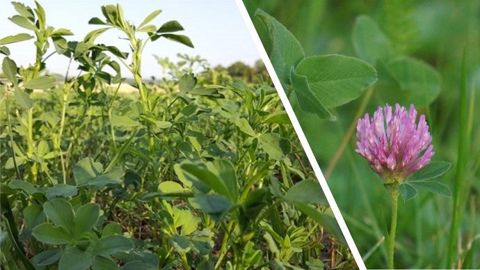Pure ou en association, la luzerne et le trèfle violet sont des légumineuses intéressantes du fait de leur production importante de protéines à l'hectare. (©Terre-net Média) Pure ou en association, la luzerne et le trèfle violet sont des légumineuses intéressantes du fait de leur production importante de protéines à l'hectare. (©Terre-net Média)