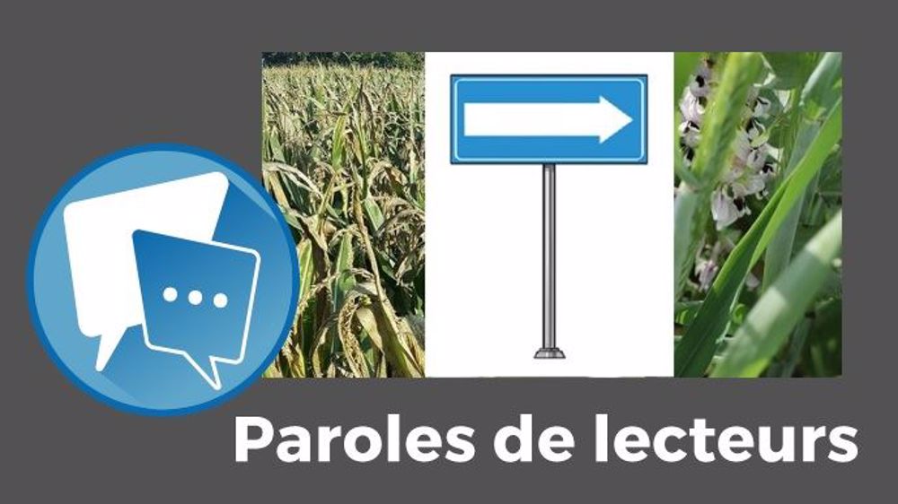  « Certains d'entre vous m'ont demandé mes résultats pour le méteil et je ne savais comment vous les faire passer, donc je profite de cet article sur le maïs », annonce Patrice Brachet<strong>. </strong>(©Terre-net Média)