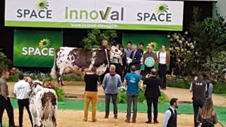 Indianna, grande championne de la race normande Indianna, grande championne de la race normande