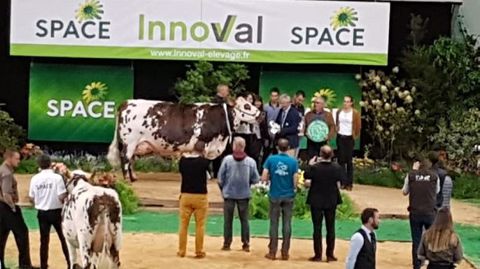 Indianna, grande championne de la race normande Indianna, grande championne de la race normande