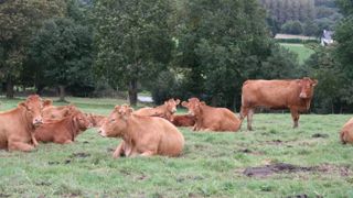 Le Royaume-Uni produit 8 millions de bovins viande par an. (©Terre-net Média) Le Royaume-Uni produit 8 millions de bovins viande par an. (©Terre-net Média)