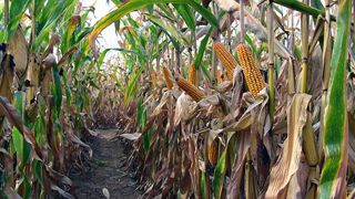 Cette année, des parcelles initialement prévues en maïs grain seront finalement ensilées pour compléter les stocks fourragers. (©Arvalis-Institut du végétal) Cette année, des parcelles initialement prévues en maïs grain seront finalement ensilées pour compléter les stocks fourragers. (©Arvalis-Institut du végétal)