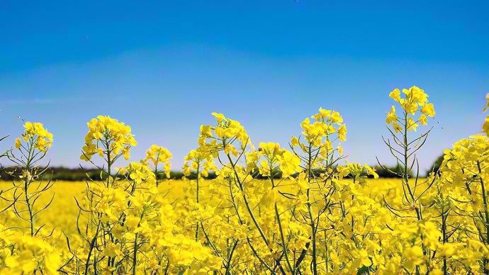 champ de colza en fleur