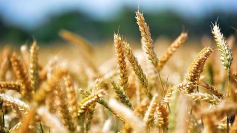 Les appels d'offres sur le blé se succèdent. (©Pixabay)