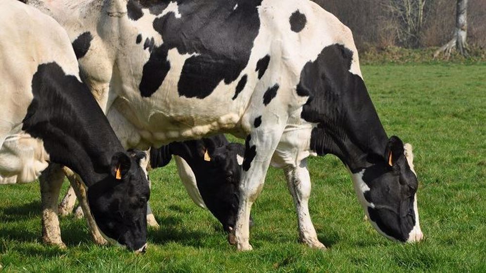 Si les éleveurs sont très attachés à leur métier, ils ont parfois du mal à encourager les autres à s’installer. (©Terre-net Média) Si les éleveurs sont très attachés à leur métier, ils ont parfois du mal à encourager les autres à s’installer. (©Terre-net Média)