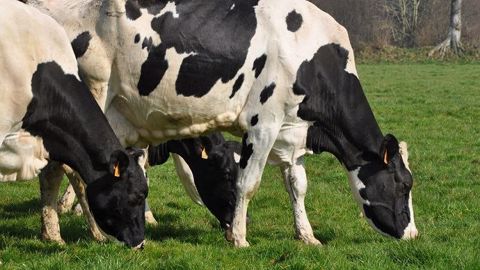 Si les éleveurs sont très attachés à leur métier, ils ont parfois du mal à encourager les autres à s’installer. (©Terre-net Média) Si les éleveurs sont très attachés à leur métier, ils ont parfois du mal à encourager les autres à s’installer. (©Terre-net Média)