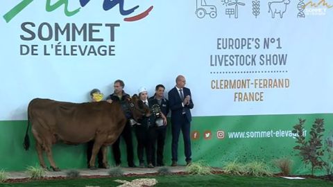 Grenoble, championne de la race tarentaine. (©Sommet de l'élevage)