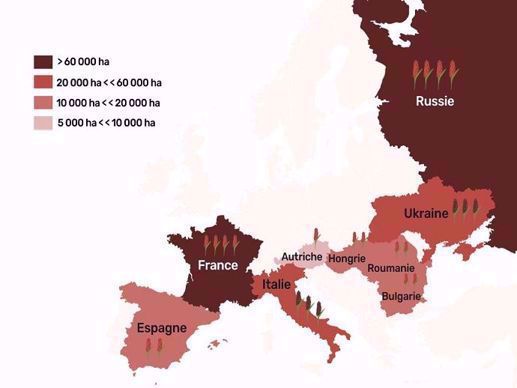 Carte des surfaces de sorgho en Europe