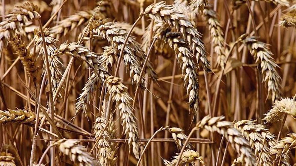60 kt de blé français dans le résultat du dernier appel d'offres lancé par le Gasc.  