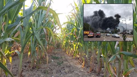 Depuis l'incendie, jeudi 26 septembre, de l'usine Seveso Lubrizol à Rouen, les ensilages de maïs sont interdits par arrêté préfectoral dans 204 communes de Seine-Maritime, l'Oise, la Somme et l'Aisne. (©Terre-net Média)