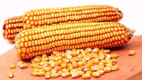 Ce lundi 30 septembre, l'USDA a publié son rapport sur l'état des stocks US. (©Pixabay)<span style="font-size: 14px; text-align: justify; color: #000000;"> Ce lundi 30 septembre, l'USDA a publié son rapport sur l'état des stocks US. (©Pixabay)<span style="font-size: 14px; text-align: justify; color: #000000;">