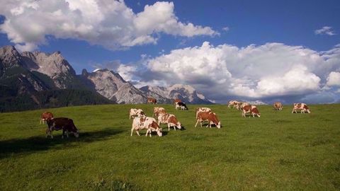 Le nombre de producteurs de lait a chuté de 52 % entre 2008 et 2018 dans les Pyrénées, et dans le Massif Central de 47 %. Le nombre de producteurs de lait a chuté de 52 % entre 2008 et 2018 dans les Pyrénées, et dans le Massif Central de 47 %.