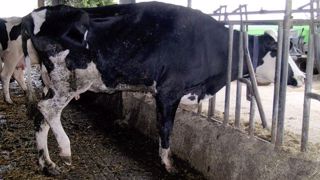 Une vache boiteuse tentera de soulager son membre concerné à l'arrêt en ne s'appuyant pas trop dessus. (©Marc Delacroix - Boiterie-des-bovins.fr) Une vache boiteuse tentera de soulager son membre concerné à l'arrêt en ne s'appuyant pas trop dessus. (©Marc Delacroix - Boiterie-des-bovins.fr)