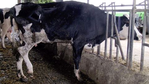 Une vache boiteuse tentera de soulager son membre concerné à l'arrêt en ne s'appuyant pas trop dessus. (©Marc Delacroix - Boiterie-des-bovins.fr) Une vache boiteuse tentera de soulager son membre concerné à l'arrêt en ne s'appuyant pas trop dessus. (©Marc Delacroix - Boiterie-des-bovins.fr)