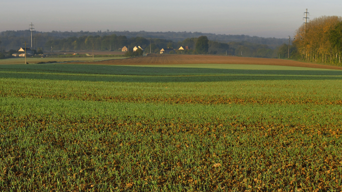 Parcelle de blé à l'automne