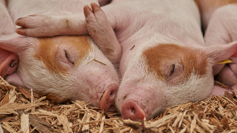 La fièvre porcine a décimé près de la moitié du cheptel porcin chinois en un an. (©Pixabay) La fièvre porcine a décimé près de la moitié du cheptel porcin chinois en un an. (©Pixabay)