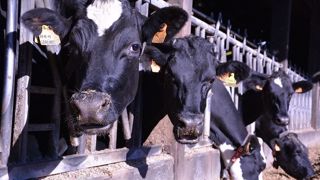 Privilégier un calcul de marge à la vache plutôt qu'aux 1 000 litres Privilégier un calcul de marge à la vache plutôt qu'aux 1 000 litres