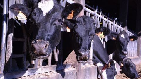 Privilégier un calcul de marge à la vache plutôt qu'aux 1 000 litres Privilégier un calcul de marge à la vache plutôt qu'aux 1 000 litres