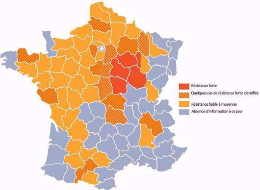 Etat des résistances connues sur la grosse altise en 2019
