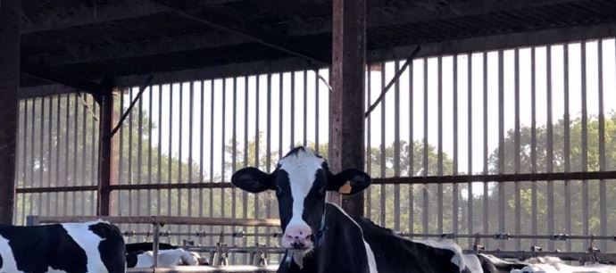 systeme aeration batiment vaches laitieres