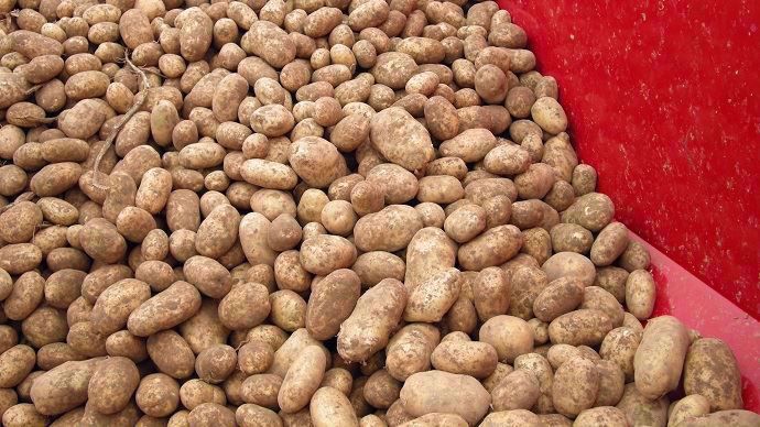 Pommes de terre