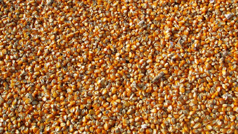 Les opérateurs tablent sur une production américaine de maïs réestimée à environ 346,55 Mt. (©Pixabay)<span style="font-size: 14px; text-align: justify; color: #000000;"> 
