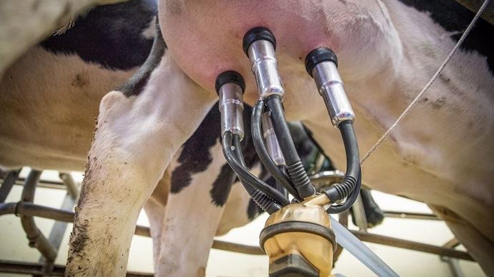 Chez Bel, seule une minorité de producteurs bénéficie de la hausse du prix du lait. (©Pixabay)